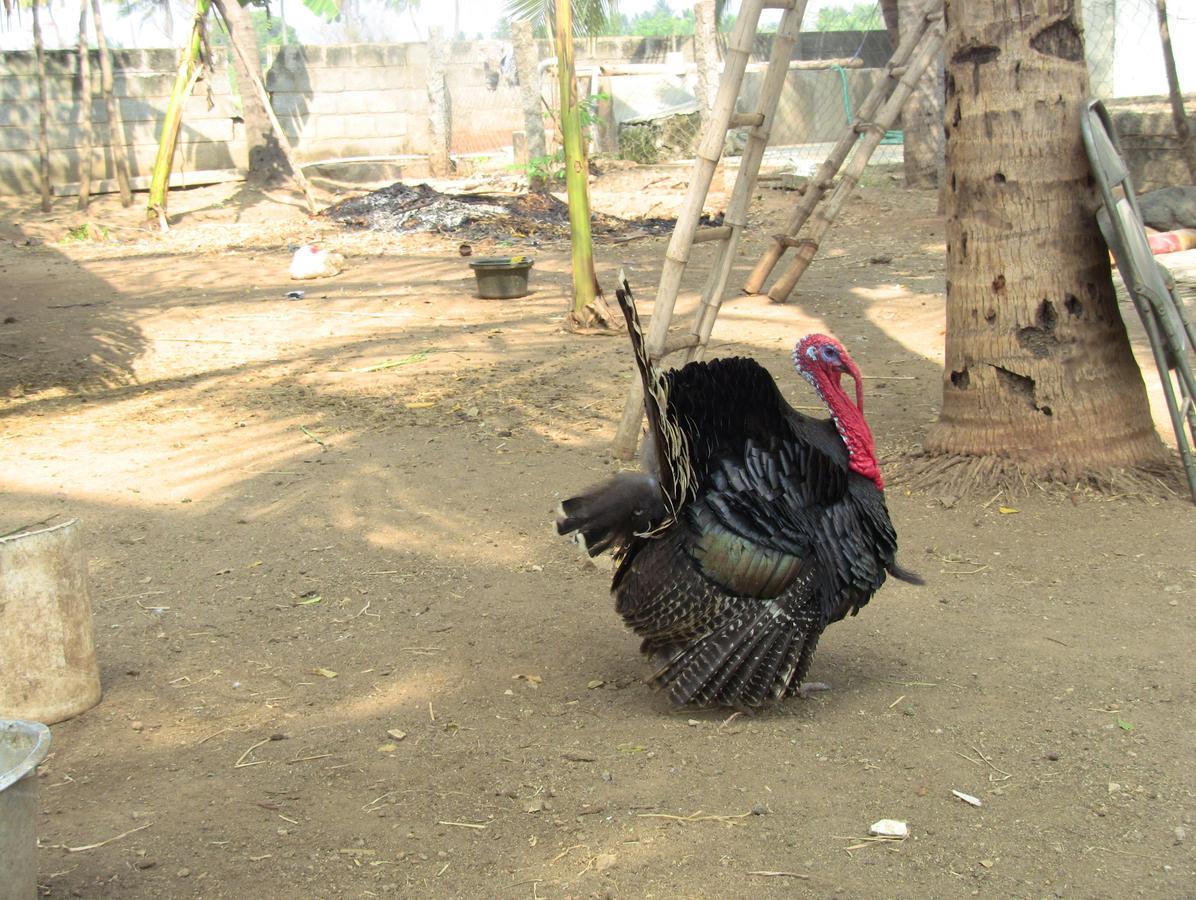 Holiyday In Vgf Farm House Danishpet Bagian luar foto