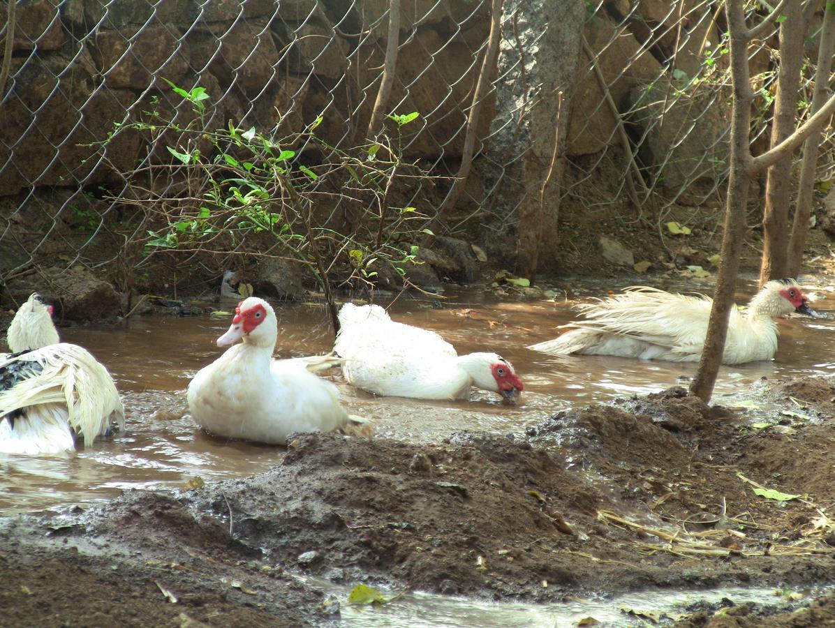 Holiyday In Vgf Farm House Danishpet Bagian luar foto
